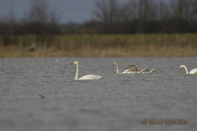 Wilde Zwaan_d100_2204.jpg