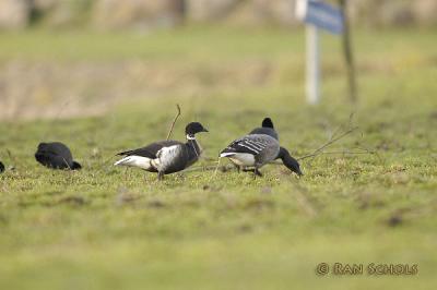 Zwarte Rotgans_d1001741.jpg