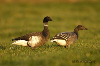 Zwarte Rotgans_d1001821.jpg