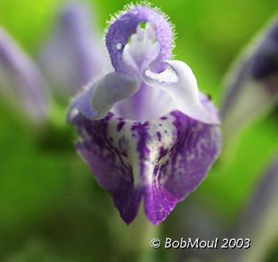 Hairy Skullcap