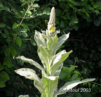 Common Mullein-N