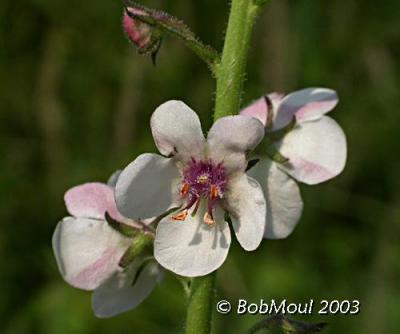 Moth Mullein-N