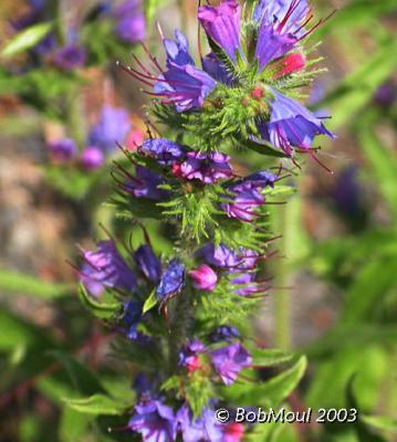 Vipers Bugloss-N