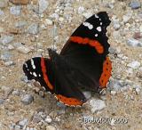 Red AdmiralVanessa atalanta