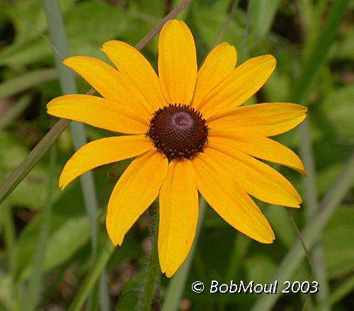 Black Eyed Susan-N