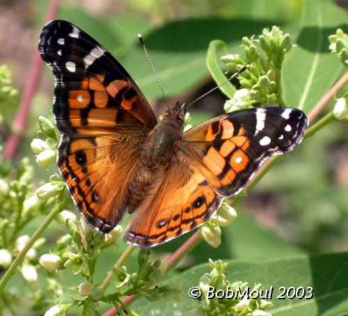 <h5><big>American Lady<br></big><em>Vanessa virginiensis</h5></em>