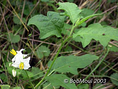 Horse Nettle-N