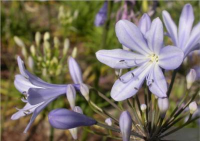 Veritas flowers