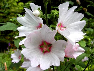 Mallow