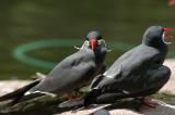 Inca Tern 2