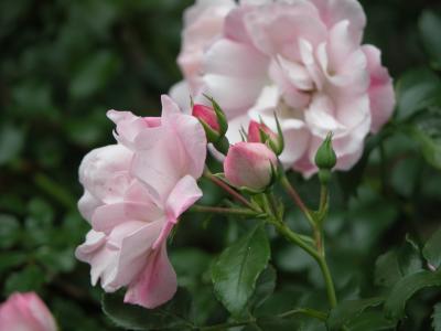 Carpet Roses