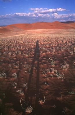 desert shadow