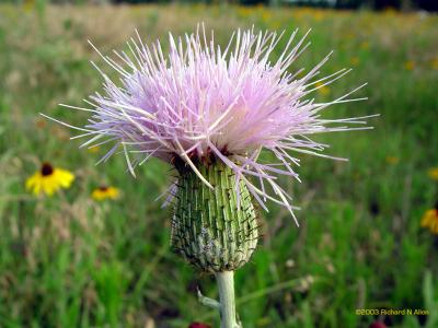 Wavy-leaf thistle