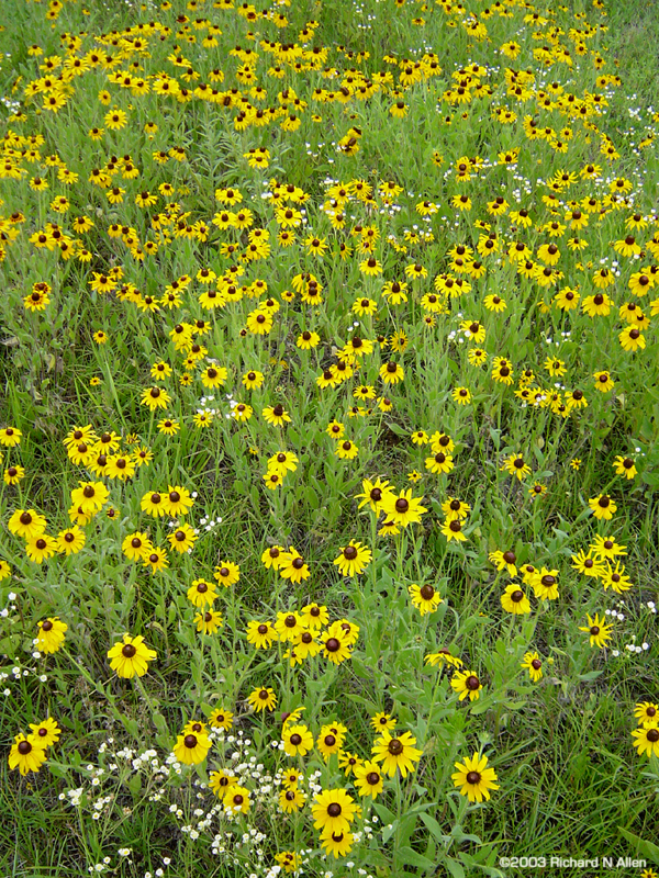 Black-eyed Susans
