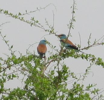Abyssinian rollers 2 crop