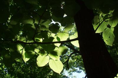 leaves
