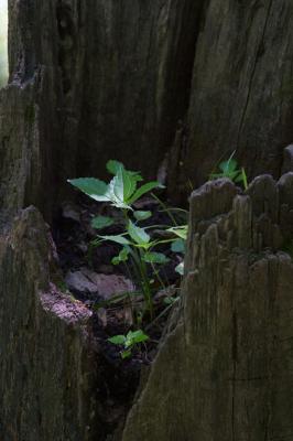 stump