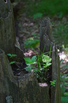 stump