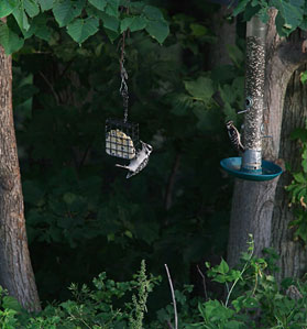 gardenBirds