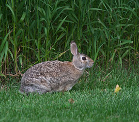 rabbit