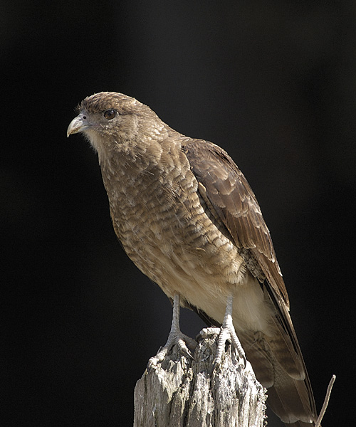bird4