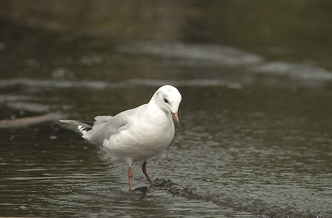 bird6
