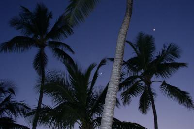 Palm trees at dusk in paradise