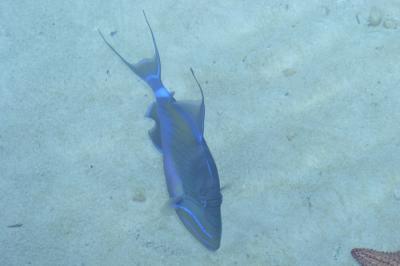 A pretty fish swims right beside the outdoor dinner table