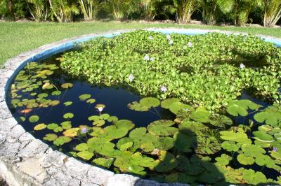 Lily pond at the Gardens at the Cloisters
