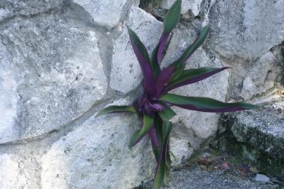 A hardy, concrete impervious flowerat the Gardens at the Cloisters