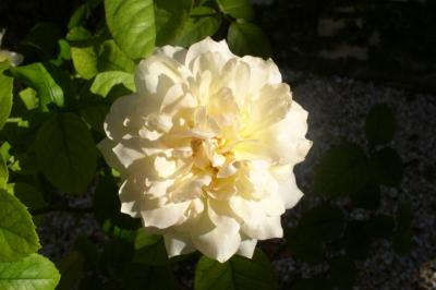 A beautiful white/yellow Rose inside the Cloisters
