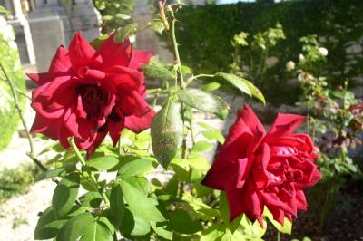 Two pretty red Roses in the Garden inside the Cloisters