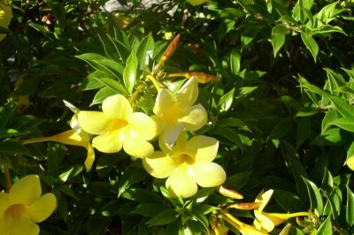Pretty yellow flowers (kind?) in the Garden inside the Cloisters