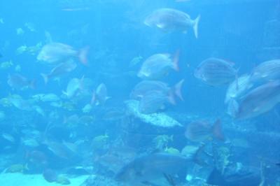 P5090009a.JPG