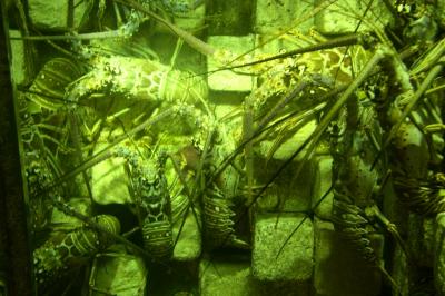 Lobster at Atlantis underground sea aquarium