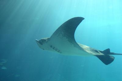 Manta Ray at Atlantis underground sea aquarium