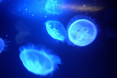 Jellyfish at Atlantis underground sea aquarium