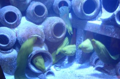 Moray eels at Atlantis underground sea aquarium