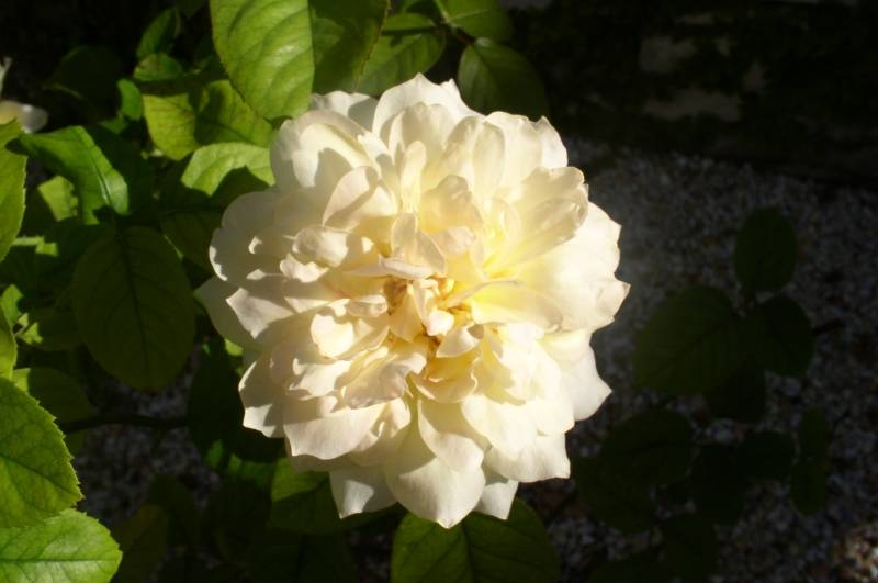 A beautiful white/yellow Rose inside the Cloisters