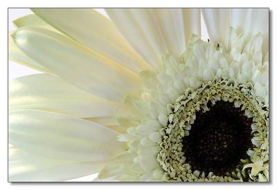 Gerbera