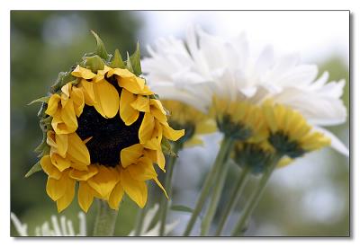 Sunflower II