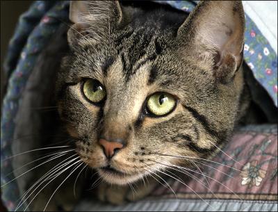 Meika in Blanket