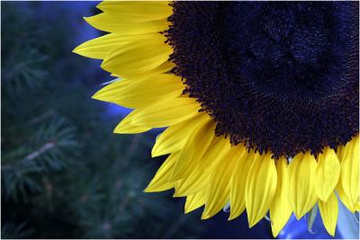 Sunflower VI