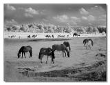 IR Horses and Camels