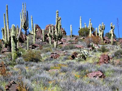 Cactus field