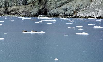 Seals on icebergs