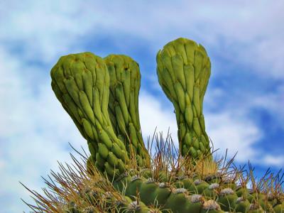 Saguaro buds
