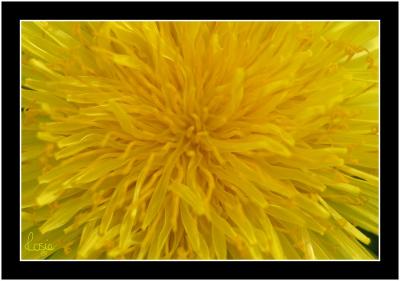 Common Dandelion.