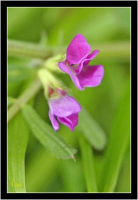 Common Vetch.