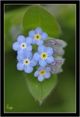 u30/rosiek/medium/42978238.ForgetmeNot.jpg